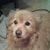 Sandy L Castellano's profile image
