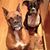 Lisa Reillo Palmer's profile image