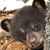 Cindy Little's profile image