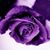 Kelly Oconnor's profile image
