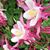 Sharon Carstensen's profile image