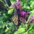 Linda Anderson Miller's profile image