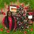 Dorothy Brownlee's profile image