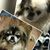 Annie Louise Watson-Yoch's profile image