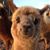 Jennifer Chambers's profile image