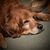 Kevin Schatz's profile image