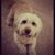 Laurie Hobbie's profile image