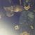 King Passon's profile image