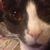 Kristin Dombek Edwards's profile image