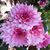 Dawn Metz-Bussey's profile image