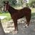 Gamaliel Goytortua's profile image