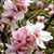 Caroll Clerentin's profile image