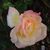 Linda Thacker's profile image