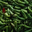 ISC Chicago's profile image