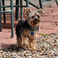 Judy White's profile image