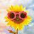 Melissa Loy's profile image