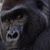 Joe Eisel's profile image