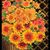 Karen Vertefeuille Wilcox's profile image