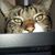 Karen Noga's profile image