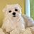 Michelle R. Pascual's profile image