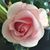 Tammy Thompson-Siebens's profile image