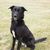 Sharron Gritzo's profile image