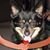 ScottandLinda Swigart's profile image