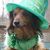 Ann Senatore Stayman's profile image