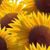 Cindy Newby's profile image