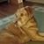 Teresa Brandon Horner's profile image