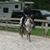 Jill Shumaker's profile image