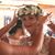 Kristin Encallado's profile image
