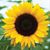 Maribel Vasquez Armendariz's profile image