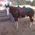 Eve Curry-Harbison's profile image