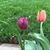 Karen Southall Cope's profile image