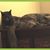 Amber Scida's profile image