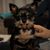 Nib Bler's profile image