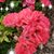 Debbie McAllister-Jones's profile image