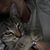 Dianne Wilsey's profile image
