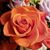 Sally Scott's profile image