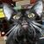 Kristina Eppihimer Hall's profile image