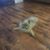 Raymond Lovins's profile image