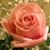 Shelley Krause Lehne's profile image