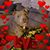 Erin Andrew's profile image