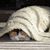 Tosia Preine's profile image