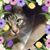 Debbie Padgett Crawford's profile image