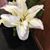 Sharon C Jones's profile image