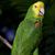 Ricardo Saldivar's profile image