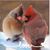 Sandy Edgar Downing's profile image