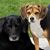 Candy Foster's profile image